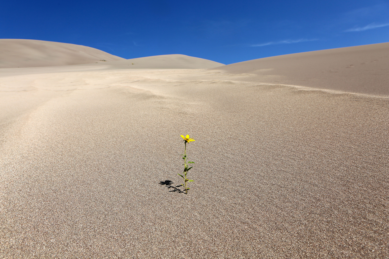Zahara Desert Flower