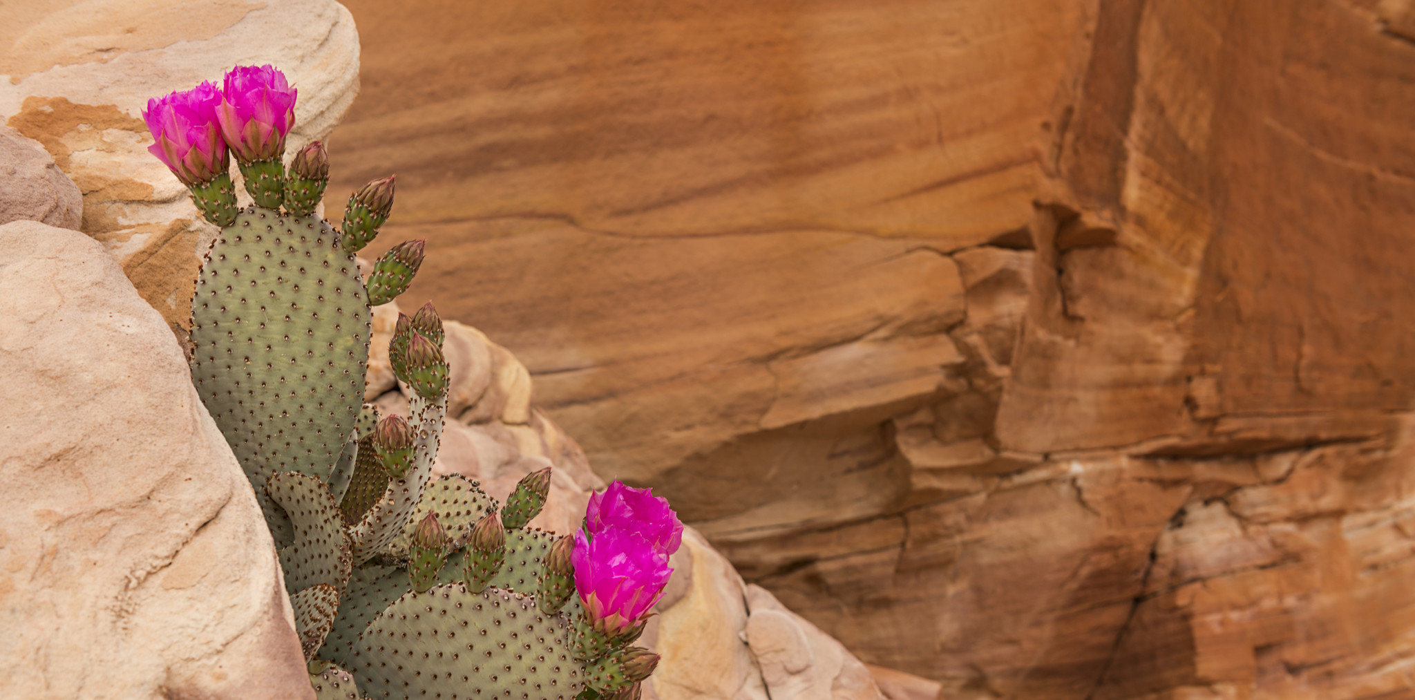 Desert Flower in Cliff