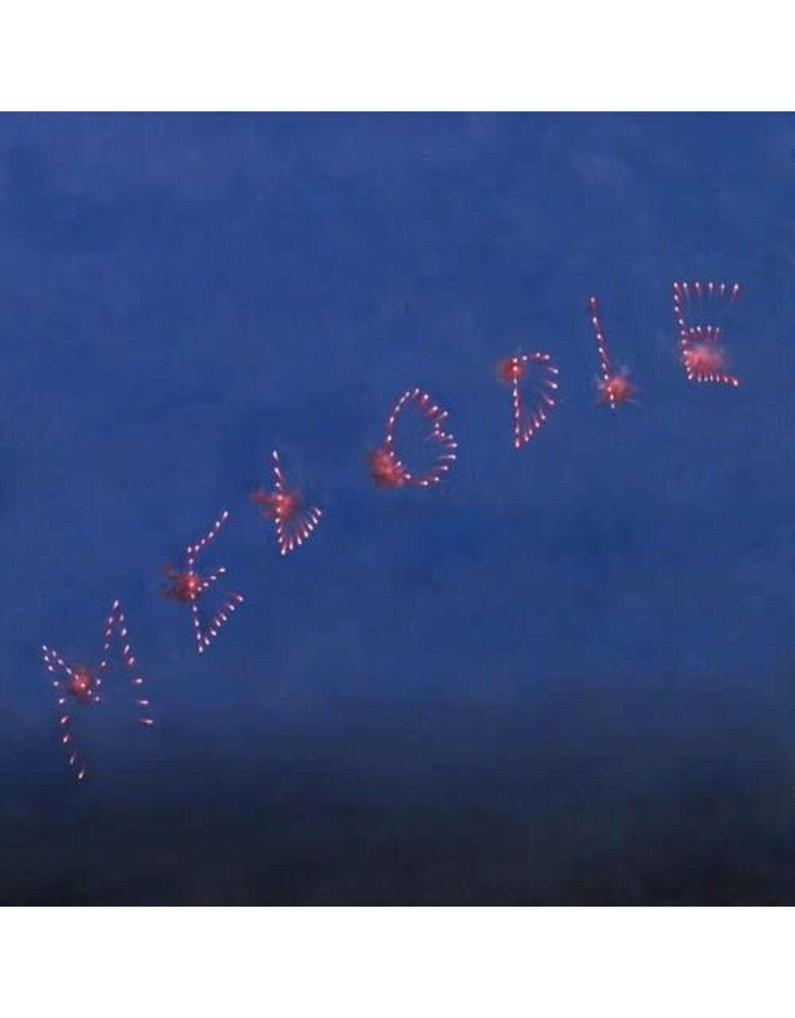 Slow Pulp / Melodie (colored vinyl)