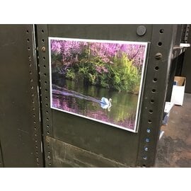 8 1/2x11” Swan print in magnetic plastic cover 4/5/24