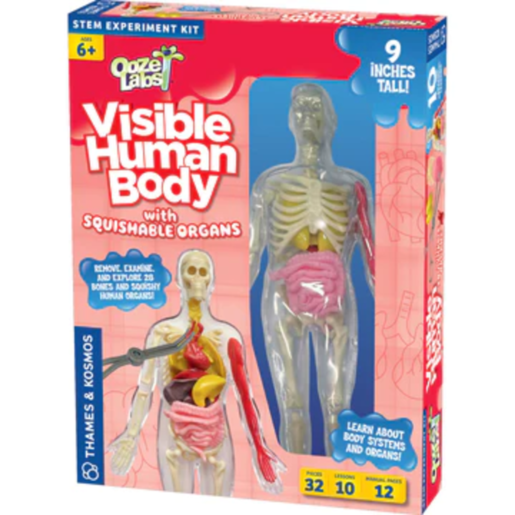 Thames & Kosmos Ooze Labs: Visible Human Body with Squishable Organs