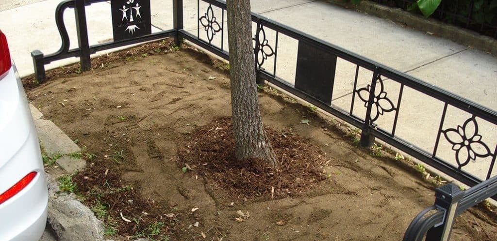 Stree tree pit with dry, compacted soil.