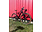Cannondale Topstone Lab71, Small, Force AXS, Reserve