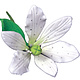 Vincent Sélection Gumpaste flowers - Small White Exotic Lilies