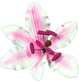 Vincent Sélection Vincent Sélection Gumpaste flowers - Small Pink Lily