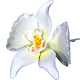 Pâte à gomme fleur Orchidée Blanche de Vincent Sélection