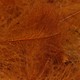 TroutHunter Products TroutHunter Premium Dyed CDC - Rust - Bulk 3.5g