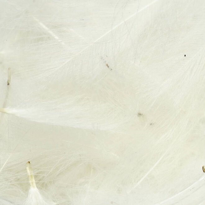 TroutHunter Premium CDC TroutHunter Island Park, ID