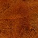 TroutHunter Products TroutHunter Premium Dyed CDC - Rust - Small .5g