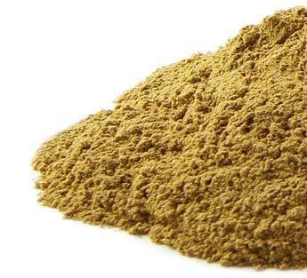 Yellowdock Root CO pow  8oz