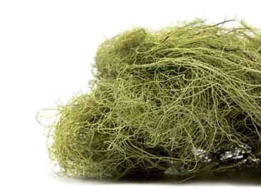 Usnea Lichen  1oz