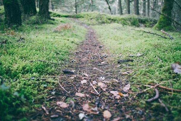 Appalachian Trail Series.3