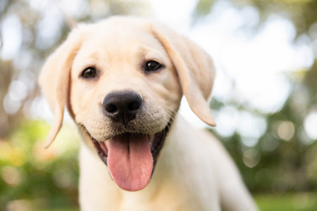 Sanitizer, Face Masks, and Puppies, Oh My!