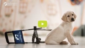 Link to Southeastern Guide Dogs Video