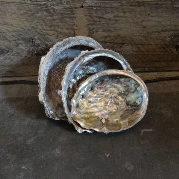 Abalone Shell accent