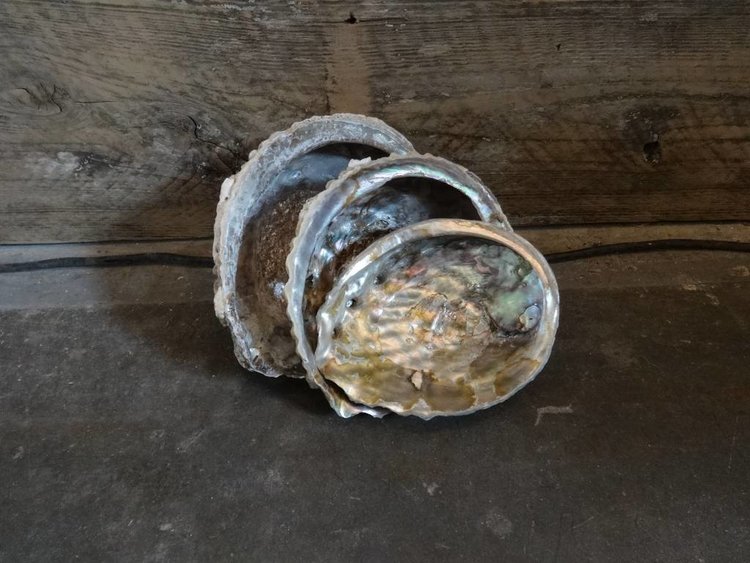 Abalone Shell accent