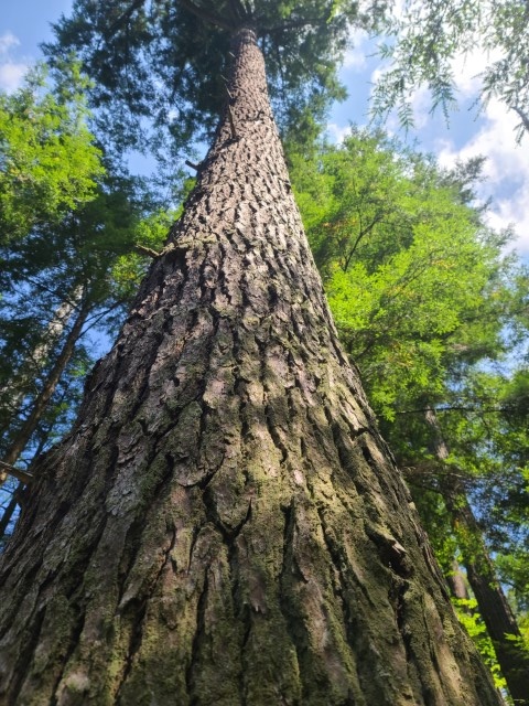 Big Old Growth Tree