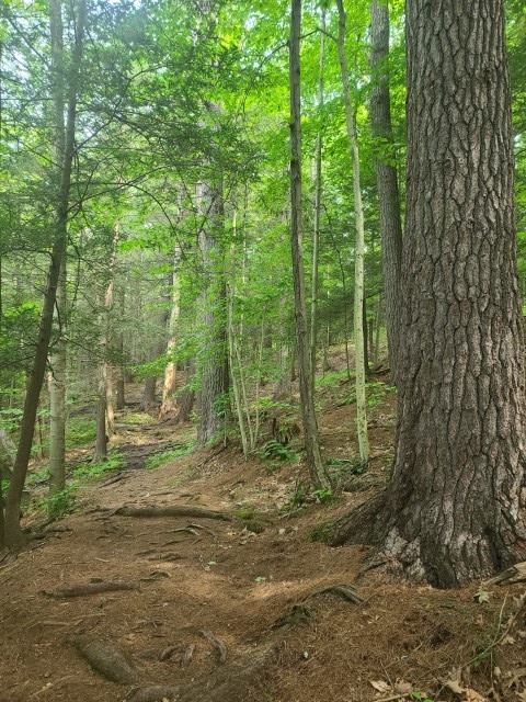 Tree and path