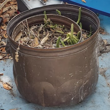 Planter Copper Lion Mouth Handle