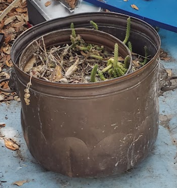 Planter Copper Lion Mouth Handle