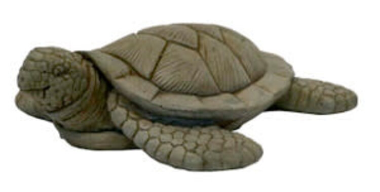 Small Sea Turtle Pnt