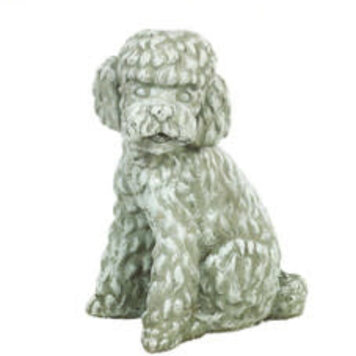 Long Hair Poodle Pnt