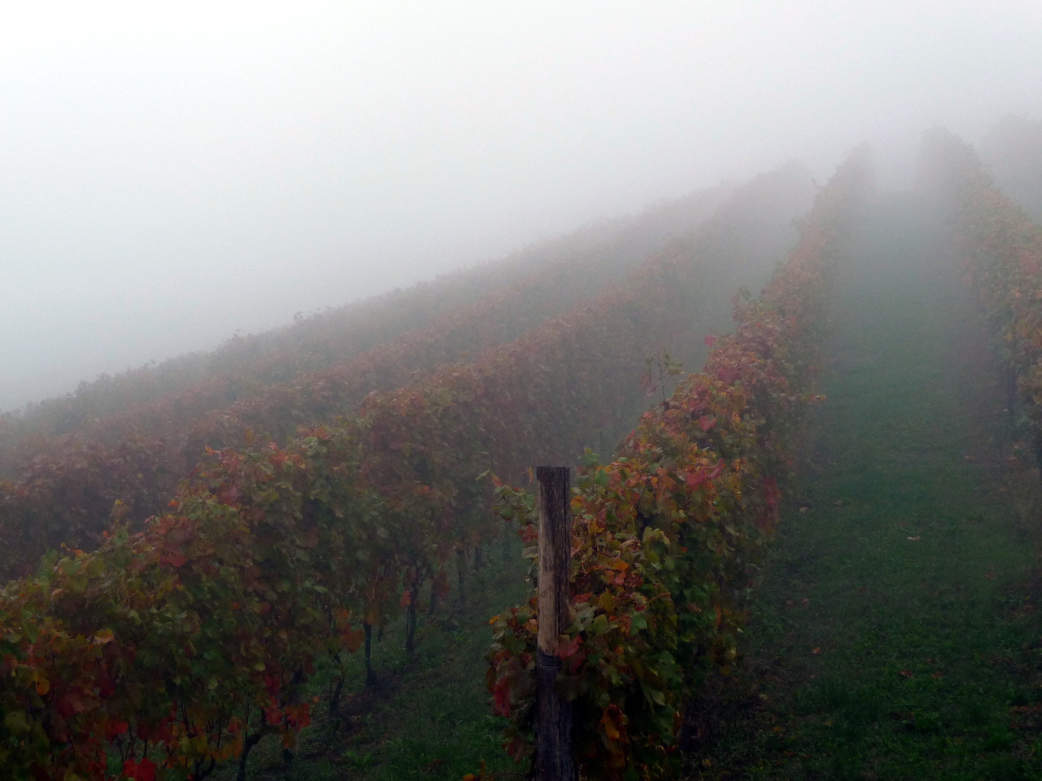 Nebbiolo – Above the Fog