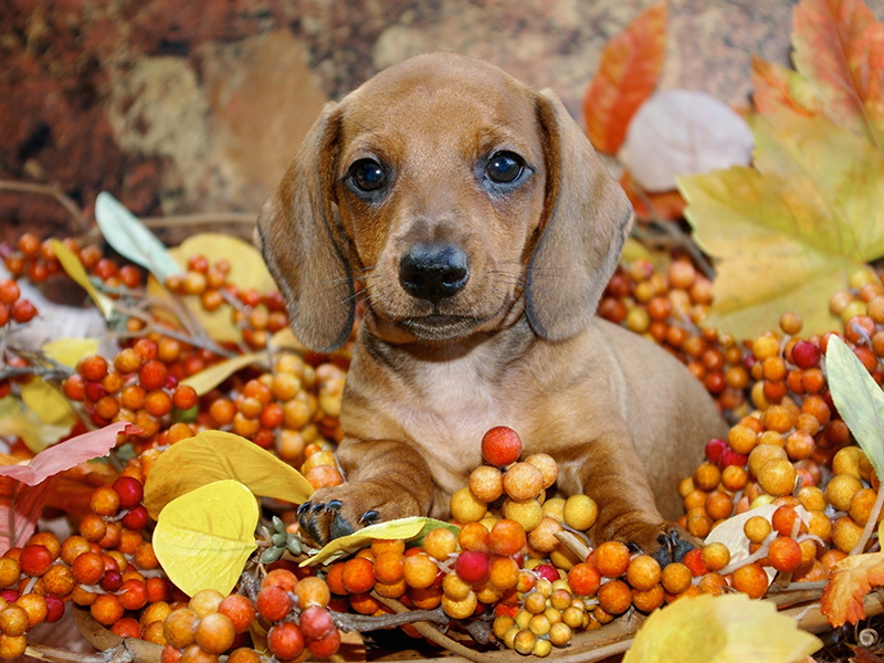 German Varietal Wines for a Variety of Thanksgiving Dishes