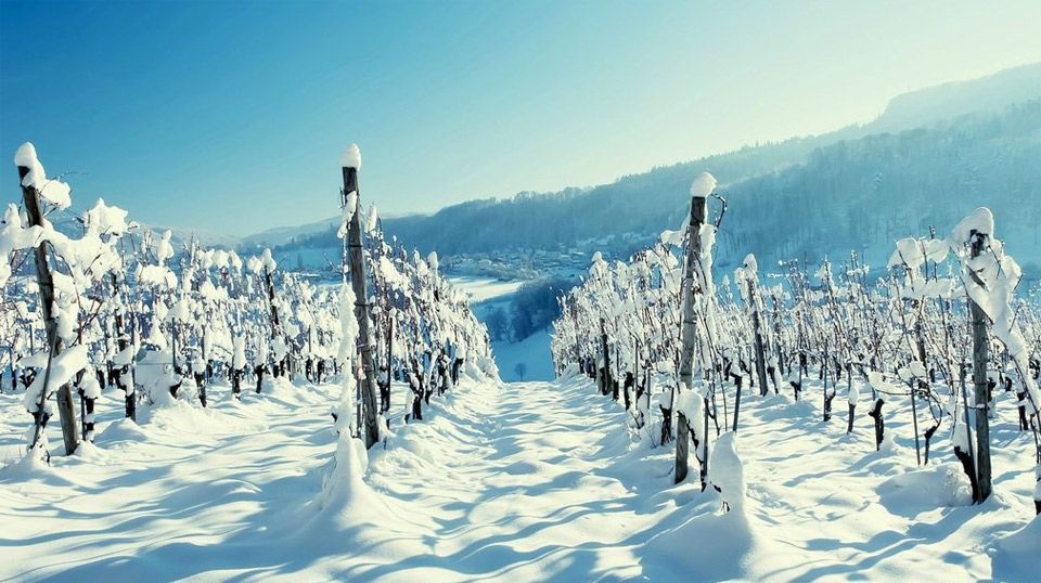 Winter in the Vineyard