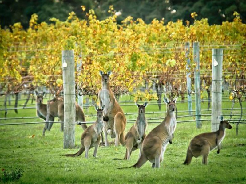 Outback Wines