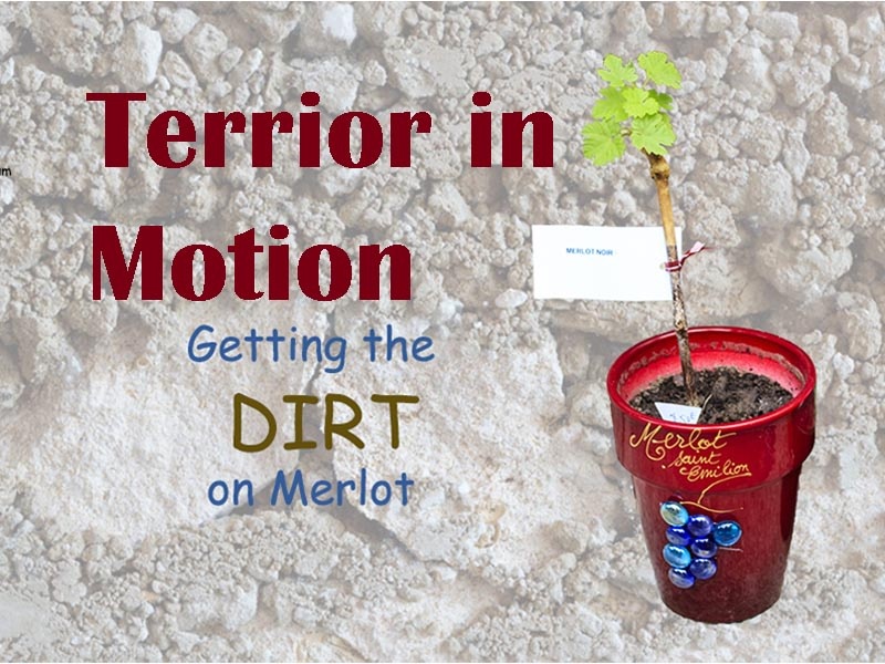 City Vino University - Terrior in Motion, Getting the Dirt on Merlot