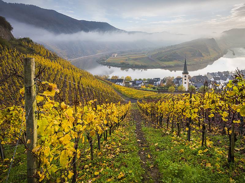 Mosel, Climate Change, and Dr. Leimbrock