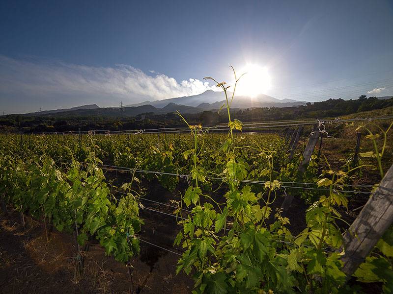 The Wines of Sicily