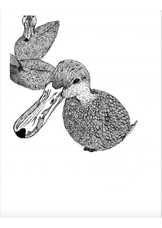 Kaila Erb Art&Illustration Kaila Erb-Duck, Duck, duck