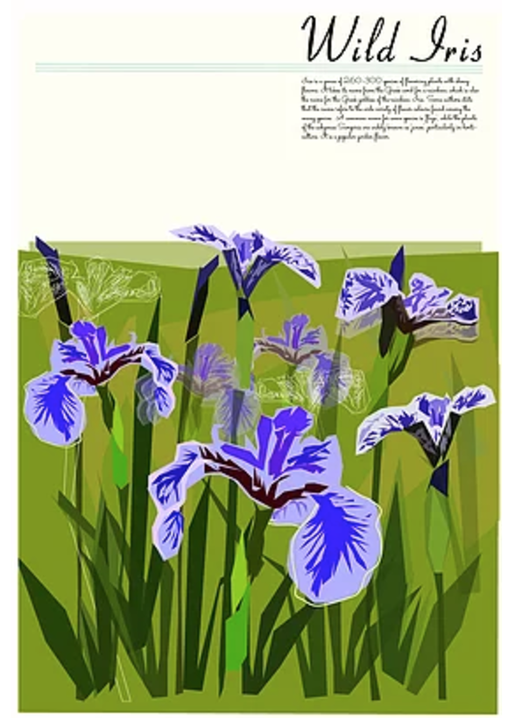 Junk Junk-Poster-Wild Iris 12x18