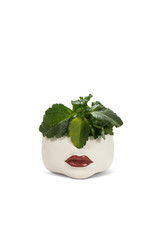 Abbott Low Red Lip Planter-7"D