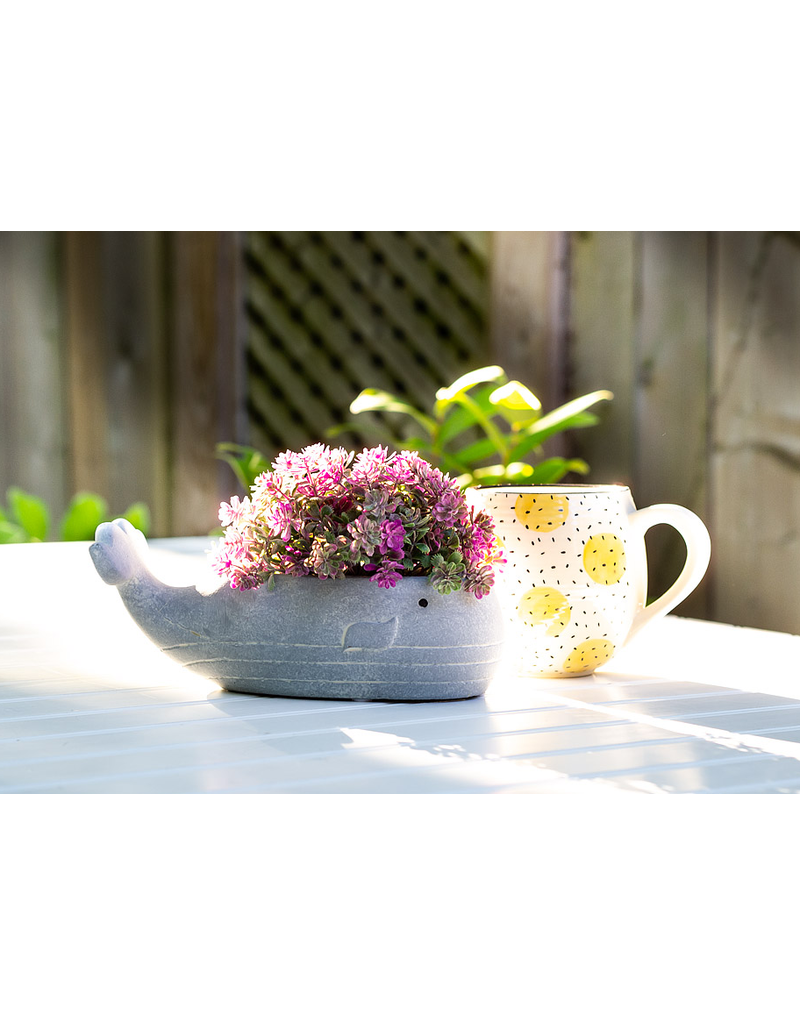 Abbott Whale Planter-8"L