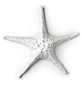 Abbott 3D Starfish-White-LG-14"W