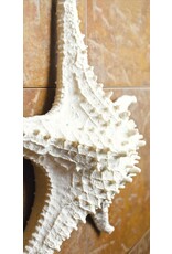 Abbott 3D Starfish-White-LG-14"W