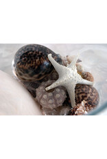 Abbott 3D Starfish-White-7.5"