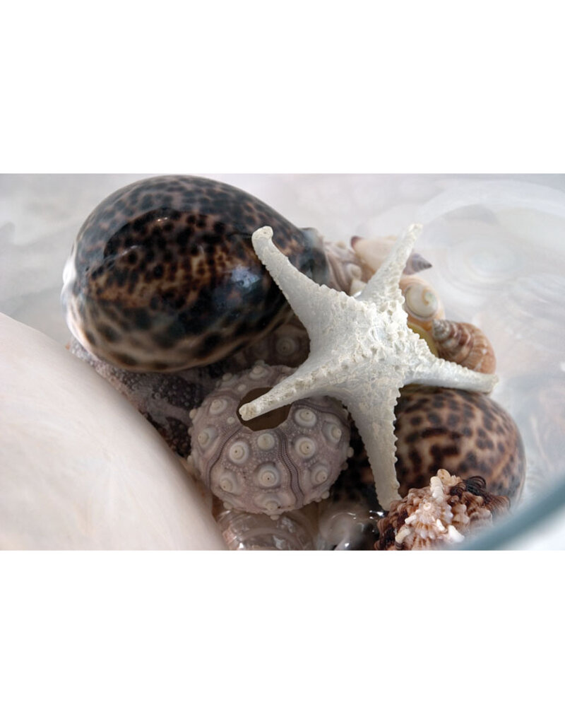 Abbott 3D Starfish-White-7.5"