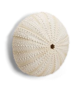 Abbott Urchin Wall Decor-LG-9.5"H