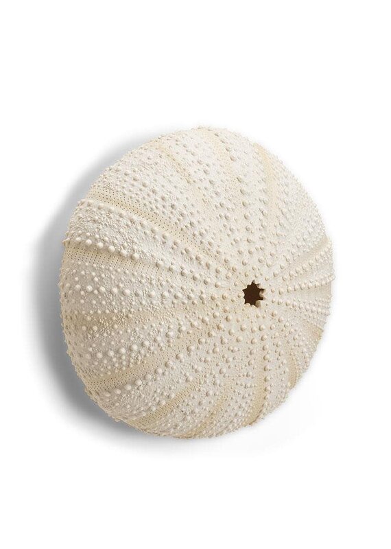 Abbott Urchin Wall Decor-LG-9.5"H