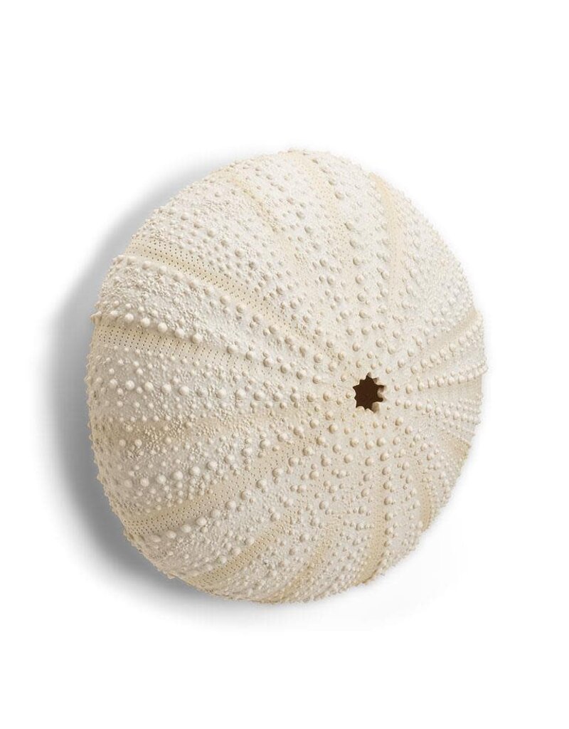 Abbott Urchin Wall Decor-LG-9.5"H