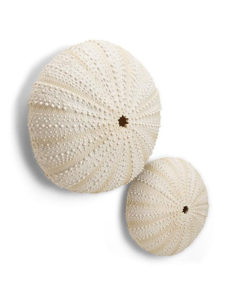 Abbott Urchin Wall Decor-LG-9.5"H