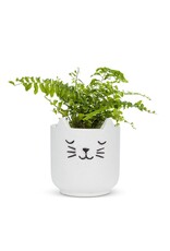 Abbott Sleeping Cat Planter-4.5"H