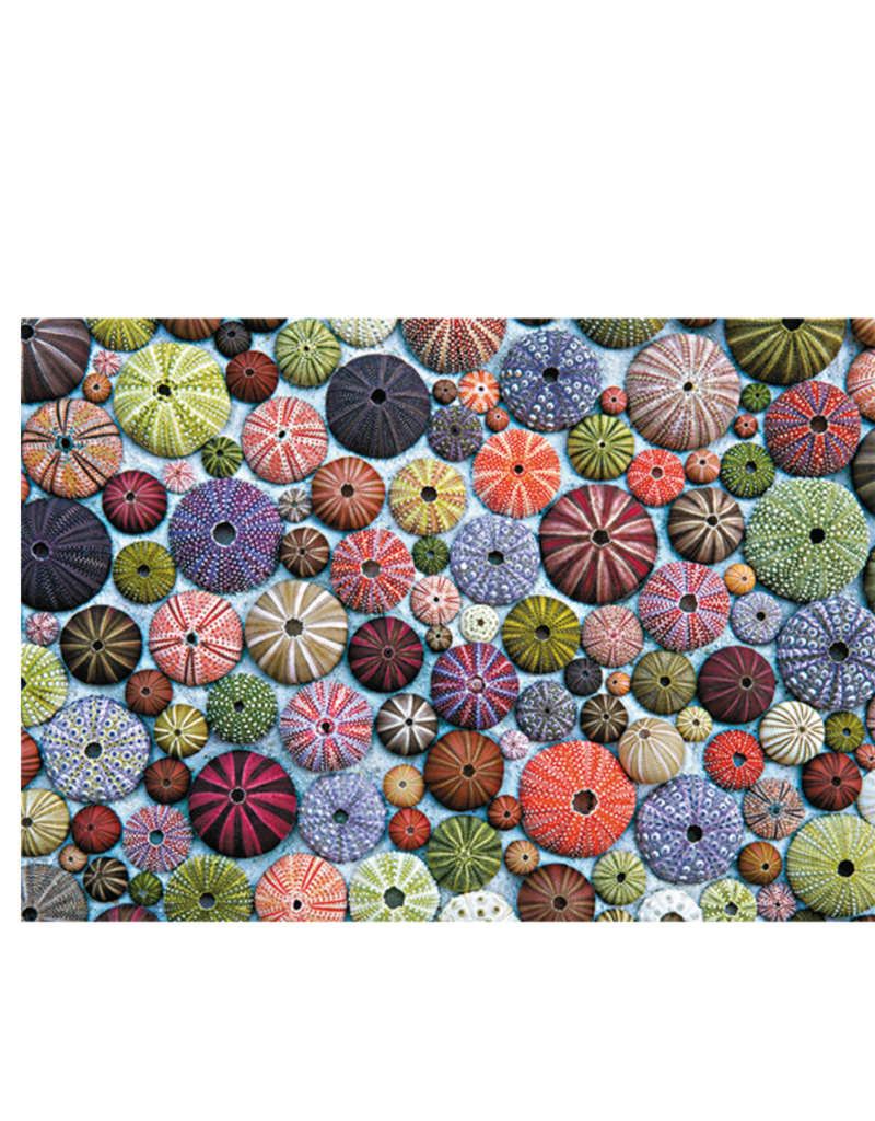 Autruche SEA URCHINS PUZZLE