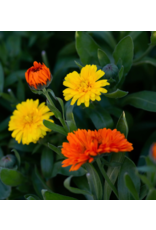 East Coast Glow Wild Calendula + Orange Sea Salt Soak Pouch