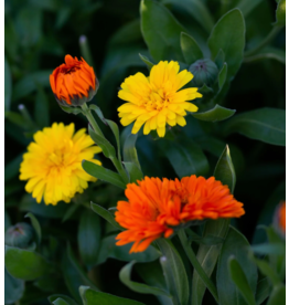 East Coast Glow Wild Calendula + Orange Sea Salt Soak Pouch