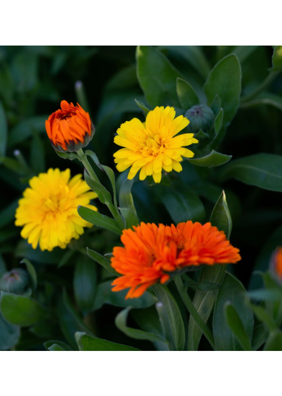 East Coast Glow Wild Calendula + Orange Sea Salt Soak Pouch